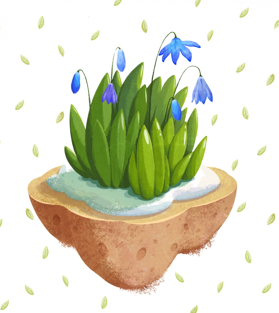 snowdrops flowers